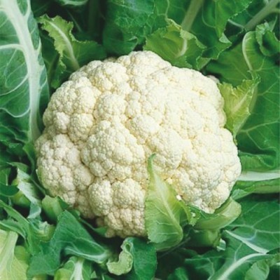 HY. CABBAGE PREETHI